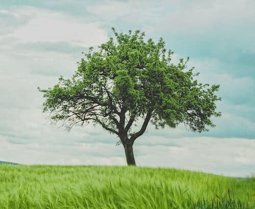 3. Gratitude Tree