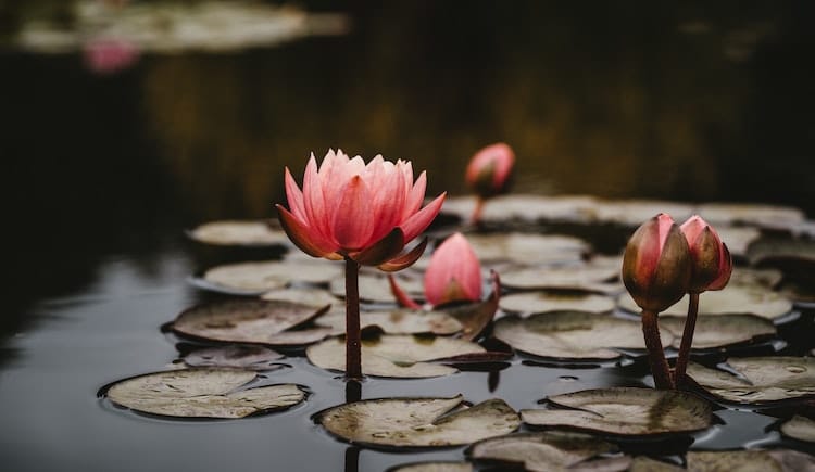 10 Resources for How to Teach Trauma-Sensitive Mindfulness β Tips For Teaching Trauma Sensitive Mindfulness