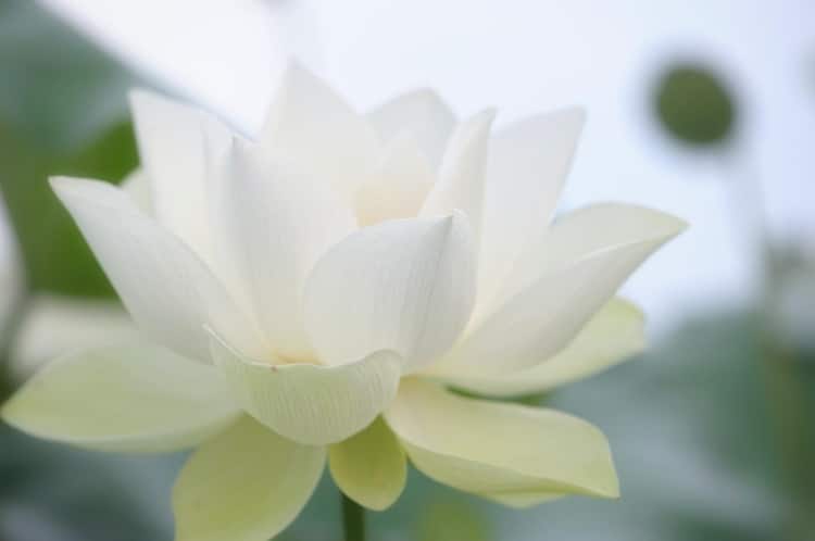 9 Mindfulness Scripts for Therapists
