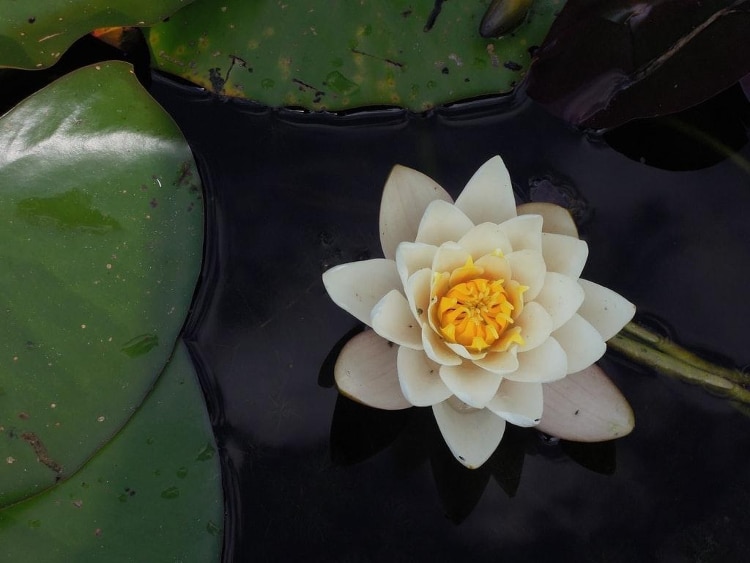 Tips for Using Mindfulness Exercises in Therapy