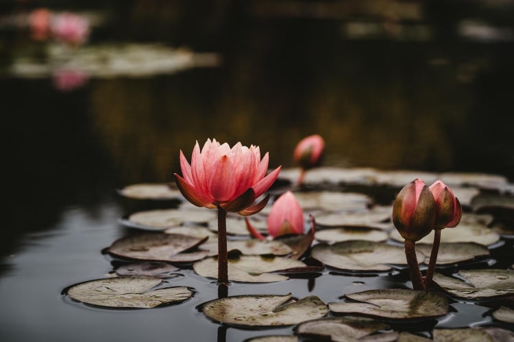 How to be kinder to yourself amidst difficult emotions How to be kinder to yourself amidst difficult emotions