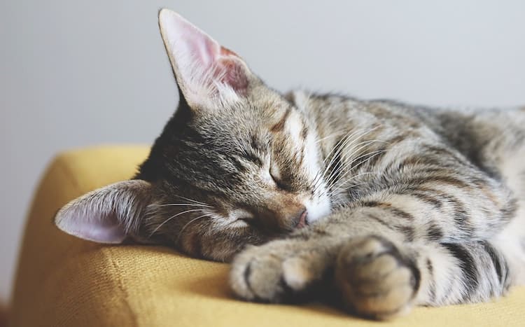 4 Meditation for Sleep Techniques