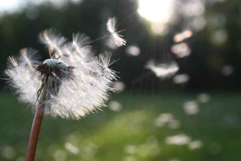 A Meditation For Self-Care And Caring For Others — Breathing Self Compassion 768x512