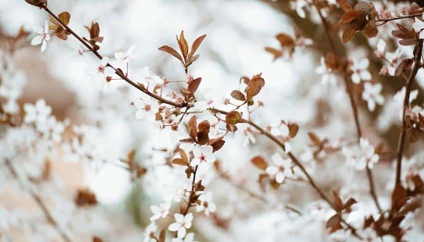 Three Meditations for Spring Spring Meditation: Bringing Mindfulness to the Season of New Life β Three Meditations For Spring