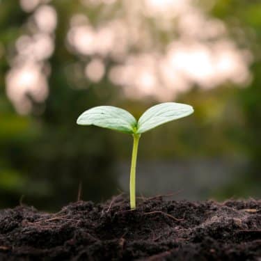 seed