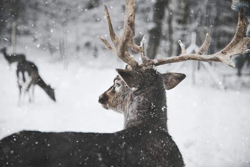 A Winter Writing Ritual